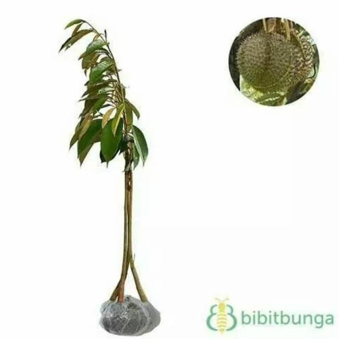 

Terlaris Bibit Durian Hitam Kaki Tiga