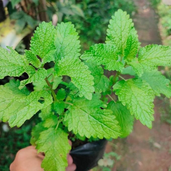 

Terlaris Bibit Pohon Lemon Blam - Tanaman Daun Lemon Mint - Tanaman Obat Herbal
