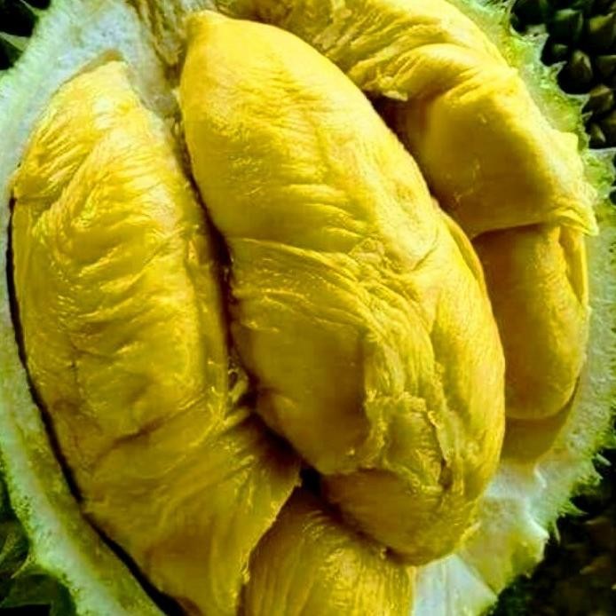 

Terlaris Bibit Durian Bawor Super