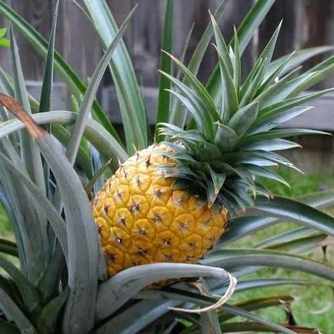 bibit tanaman buah nanas madu jumbo,super