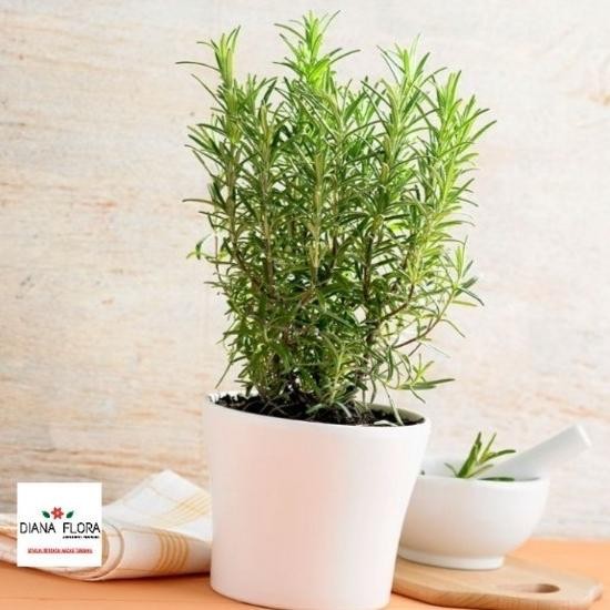 

Terlaris Tanaman Indoor Mini Rosemary Bibit Tanaman Hias Anti Nyamuk Indoor