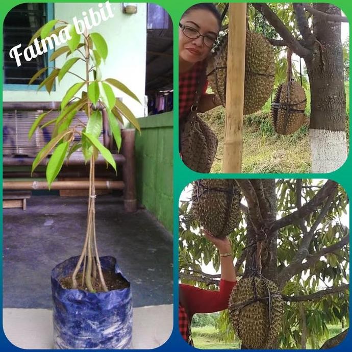 

Terlaris Bibit Durian Montong Kaki 4