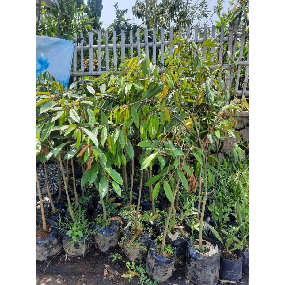 

Terlaris Bibit Durian Kaki 1 Ukuran Remaja Tinggi 1 Meter Varietas Unggul