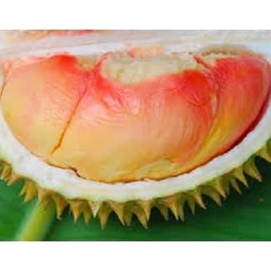 

Terlaris Bibit Tanaman Durian Pelangi Super Siap Tanam