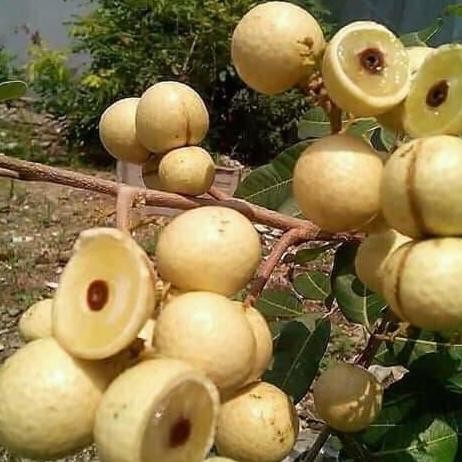 

Terlaris Bibit Klengkeng Aroma Durian Asli Okulasi