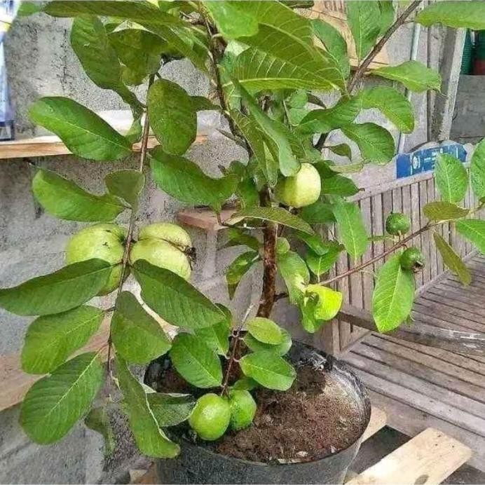 

Terlaris Bibit Jambu Kristal Super Beli 5 Gratis 1