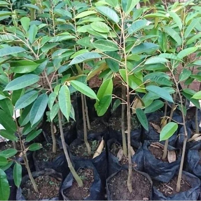 

Terlaris Bibit Durian Hitam Ochee Artificial Siap Kirim - Stok Tersedia