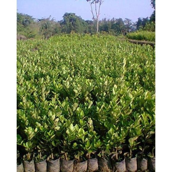 

Terlaris B4Ck Bibit Tanaman Buah Jeruk Nipis Manis - Nimas Obraall