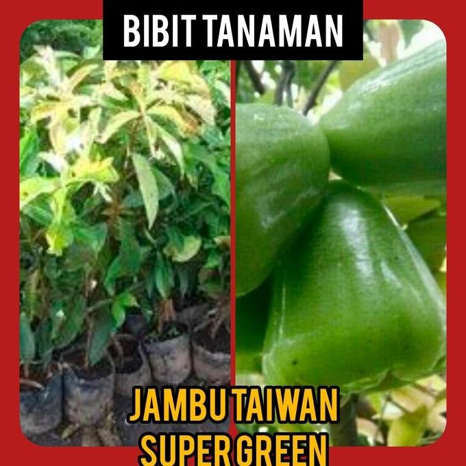 

Terlaris Bibit Jambu Air Taiwan Super Green / Jambu Tsg