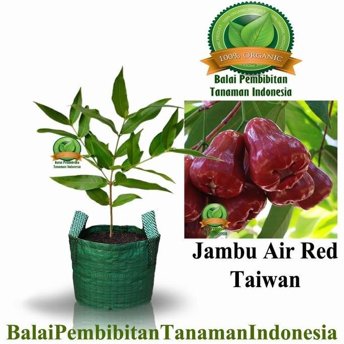 

Terlaris Bibit Jambu Air Red Taiwan / Bibit Buah / Tanaman