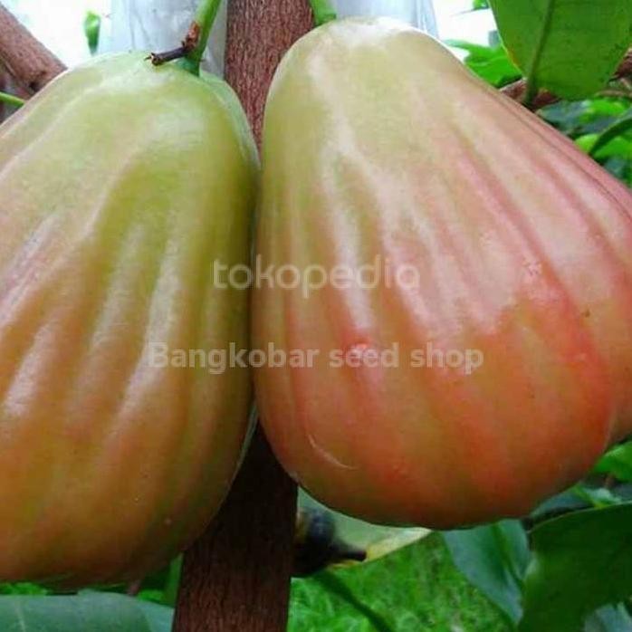 

Terlaris Bibit Tanaman Pohon Buah Jambu Air Bajang Leang Super Okulasi