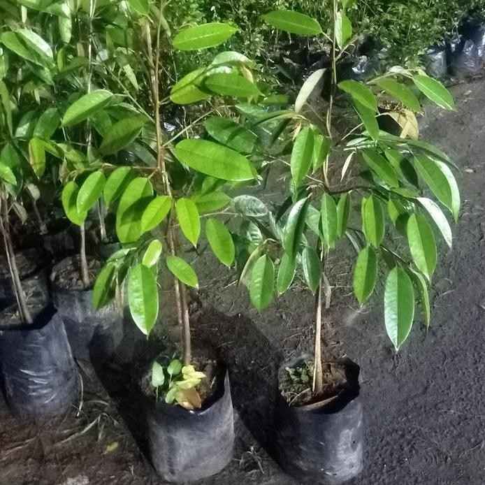 

Terlaris Bibit Durian Bawor Hasil Okulasi Tinggi 70-80Cm