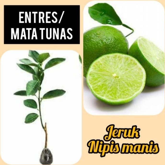 

Terlaris Entres Cuing Bibit Jeruk Nipis Manis Kbhb1