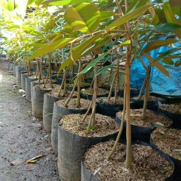 

Terlaris Bibit Durian Musang King Kaki Tiga Unggul Dan Murah
