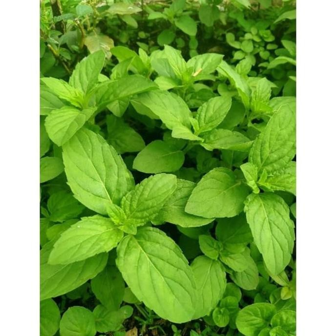 

Terlaris Promo Daun Mint Cornmint Organik Bibit Tanaman Daun Corn Kerpsu 4328Su