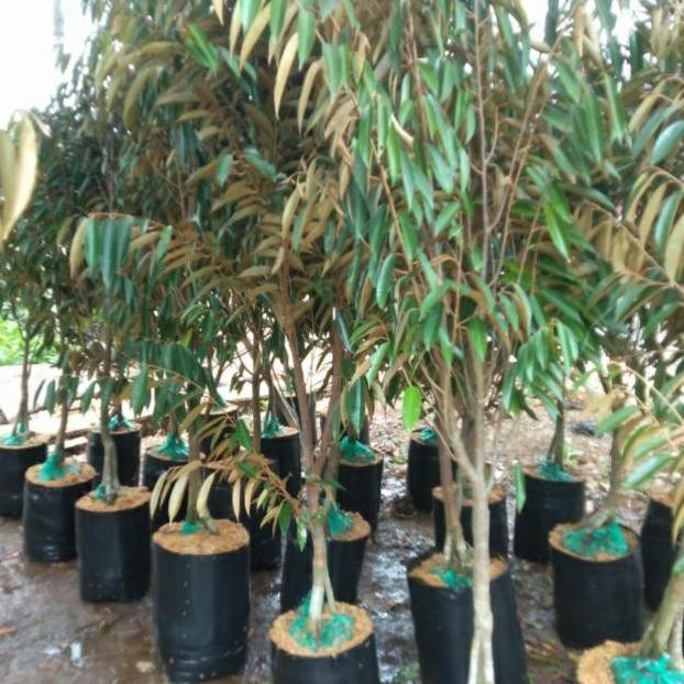 

Terlaris Bibit Pohon Durian Musangking Kaki 3 Batang Besar Cepat Untuk Berbuah