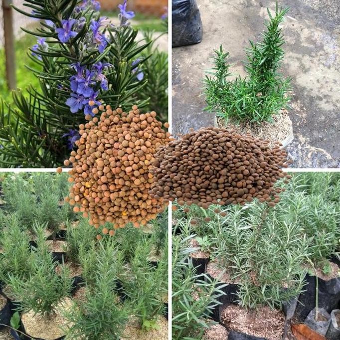 

Terlaris Bibit Bunga & Tanaman Rosemary Kualitas Terbaik Unggul - Produk Alami Untuk Mengatasi Berbagai Macam Penyakit - Daun