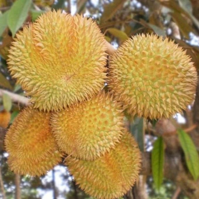 

Terlaris Bibit Buah Durian Matahari Berkualitas Unggul
