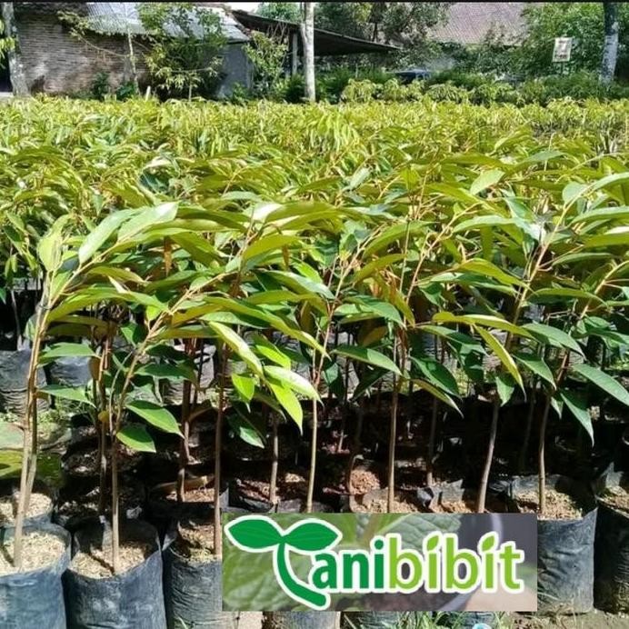 

Terlaris Bibit Pohon Durian Musangking Kaki Satu