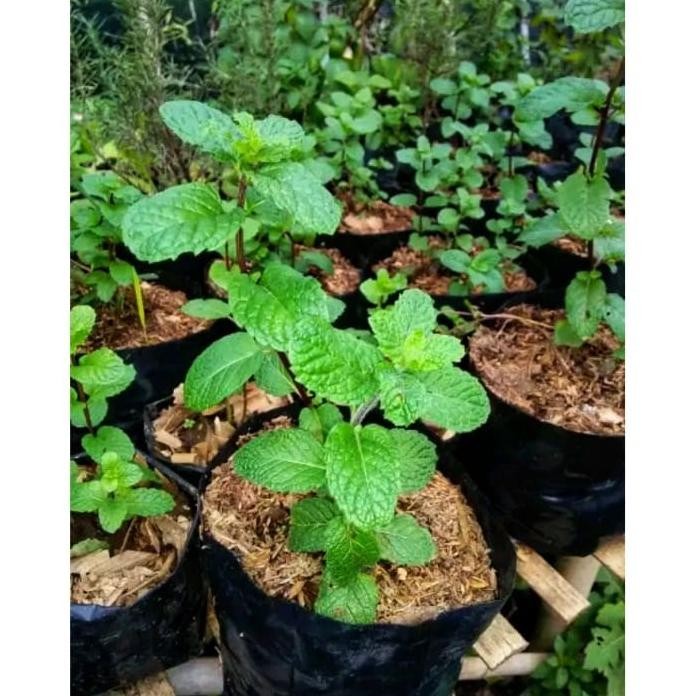 

Terlaris Bibit Tanaman Hidup Daun Mint Peppermintspearmint Getrba 8293Bu