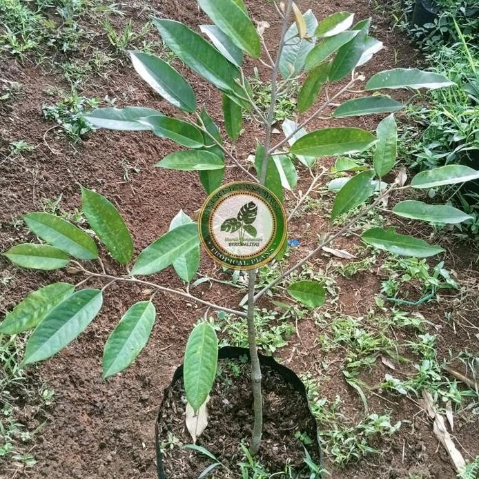 

Terlaris Bibit Pohon Durian Bawor Kaki Tunggal / Tanaman Buah Durian