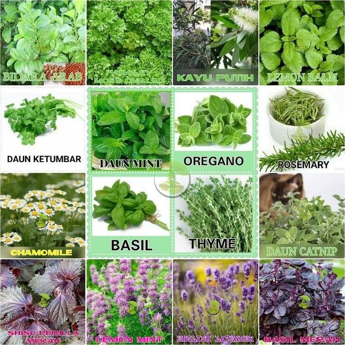 

Terlaris Benih Bibit Herbal - Daun Mint Rosemery Thyme Oregano Parsley Herb Seed