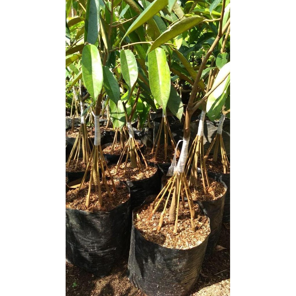 

Terlaris Bibit Tanaman Buah Durian Musangking Kaki 10..