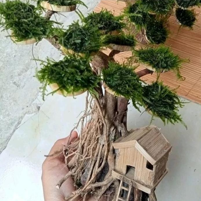 Terlaris Pohon Bonsai Aquascape Untuk Hiasan Aquarium