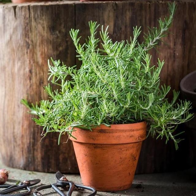 

Terlaris 2 Bibit Rosemary Herb Benih Tanaman Herbal Bunga Rosmarinus Officinalis Import Super Berkualitas