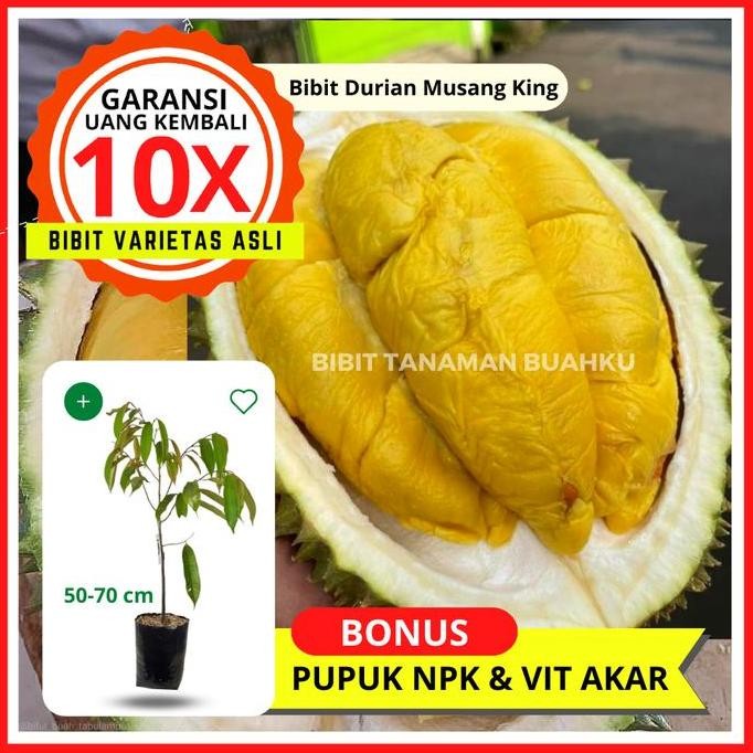

Terlaris Bibit Tanaman Buah Durian Musang King Unggul, Murah, Bergaransi