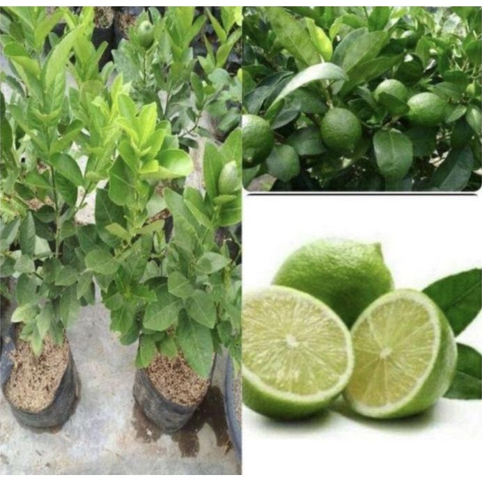 

Terlaris Bibit Jeruk Nipis Buat Minuman - Tanaman Buah Jeruk Nipis Barang Super