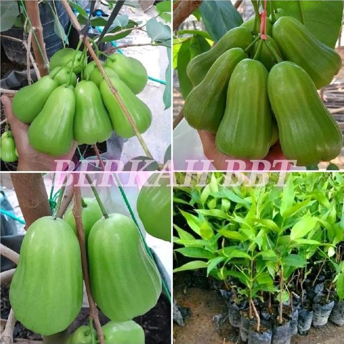 

Terlaris Benih/Bibit Jambu Green Giant