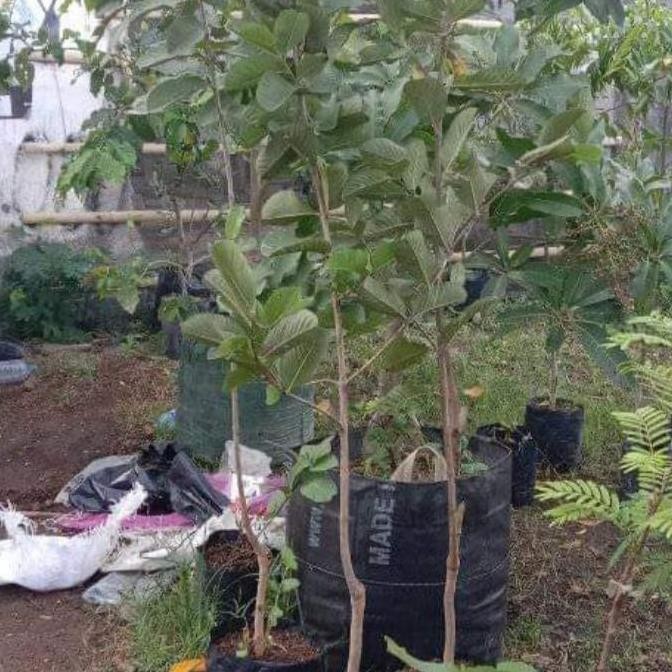 

Terlaris Bibit Jambu Sukun Merah Ukuran 1 Meteran