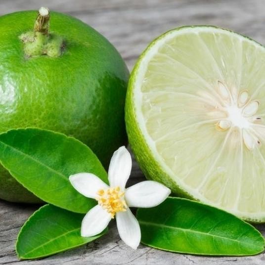 

Terlaris Barang Super Bibit Pohon Jeruk Nipis Tanaman Buah Herbal Pp22 A