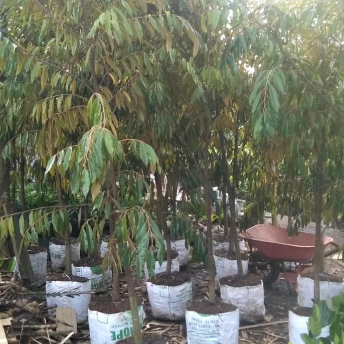 

Terlaris Bibit Pohon Durian Musangking Kaki Tunggal