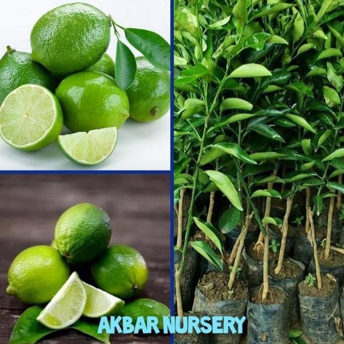 

Terlaris Bibit Jeruk Nipis Bibit Tanaman Jeruk Nipis Okulasi