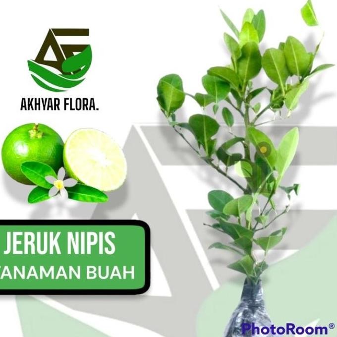

Terlaris Murah Bibit Tanaman Buah Jeruk Nipis Bibit Jeruk Nipis Jeruk Pecel