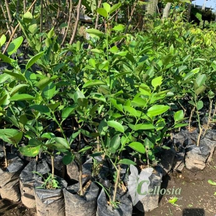 

Terlaris Bibit Tanaman Buah Jeruk Nipis Bumbu / Jeruk Pecel Okula Rrpvhg 5457Vc