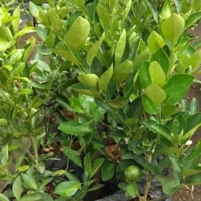 

Terlaris Pohon Jeruk Nipis / Jeruk Kip - Bibit Tanaman Pohon Buah Jeruk Nipis Siap Berbuah