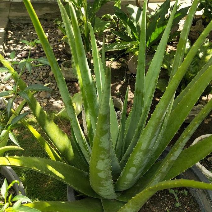 

Terlaris Bibit Lidah Buaya Barbadensis Jumbo Berkhasiat 21-25 Cm