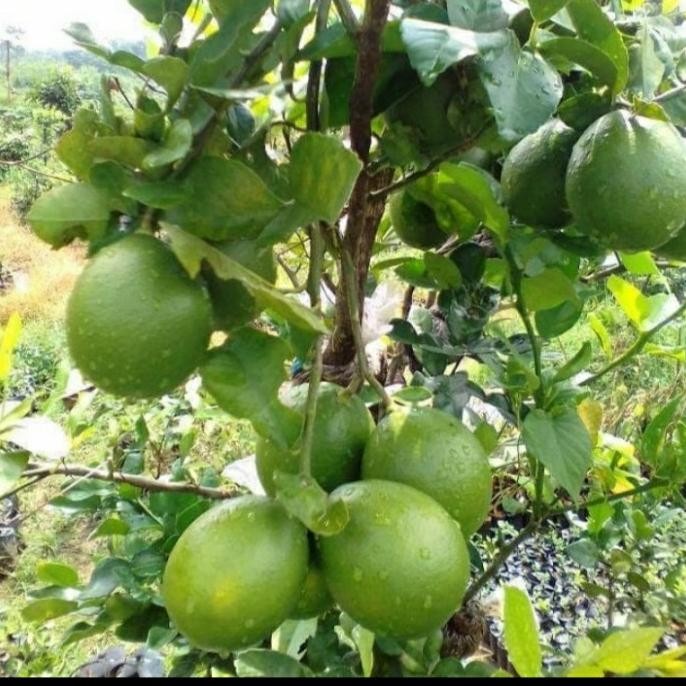 

Terlaris Obral Bibit Tanaman Buah Jeruk Nipis Asli/ Jeruk Nipis Unggul Ber At