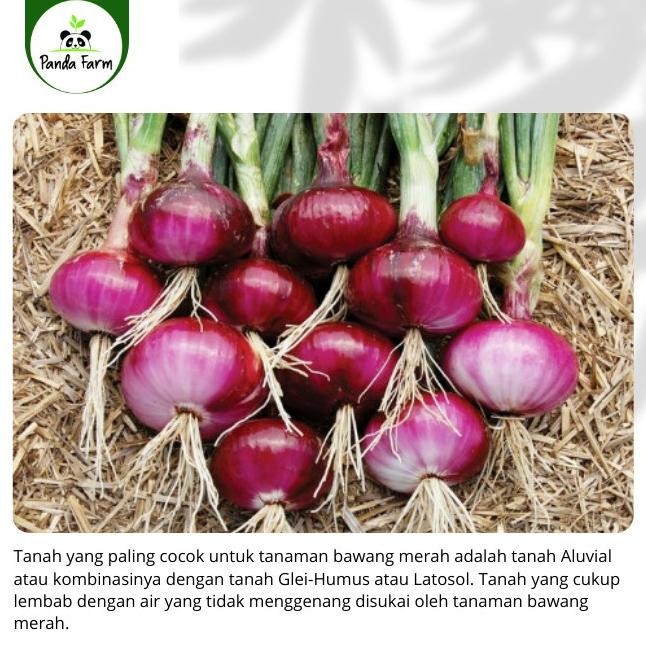 

Terlaris Isi 20 Benih Biji Bibit Bawang Merah Lokal Unggul Berkualitas
