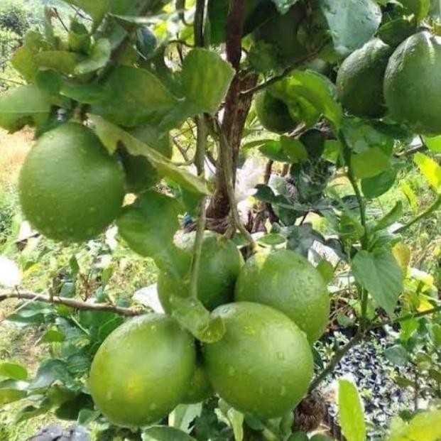 

Terlaris Bibit Tanaman Jeruk Nipis Hrg Ekonomis (Paket Isi 5 Pohon) #Bibit Tirta Tani