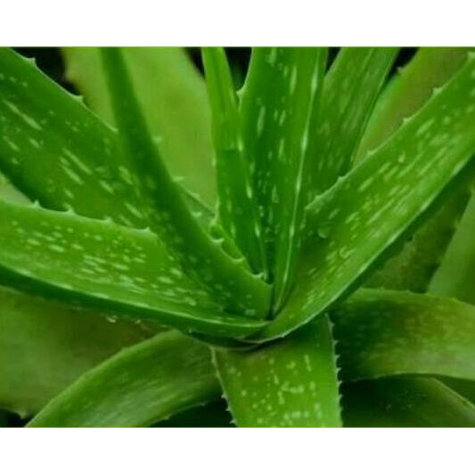 

Terlaris Tanaman Lidah Buaya / Bibit Aloevera ( 40 - 50Cm )