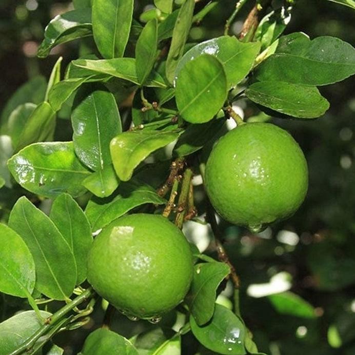 

Terlaris Bibit Tanaman Buah Jeruk Nipis Cepat Berbuah