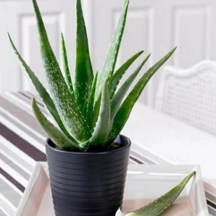 

Terlaris Bibit Tanaman Lidah Buaya Jumbo Tanaman Aloevera