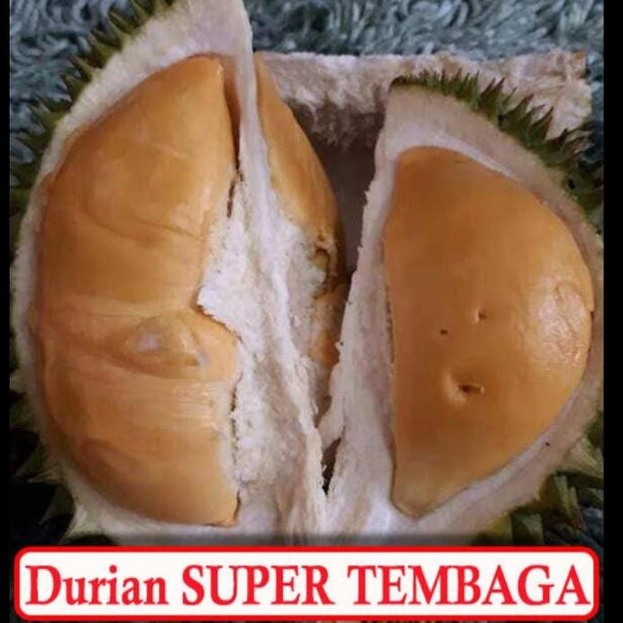 

Terlaris Bibit Tanaman Durian Super Tembaga Jaminan Asli
