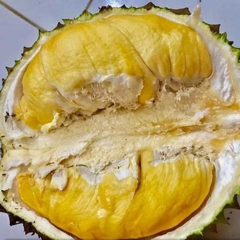 

Terlaris Bibit Durian Bawor - Super Jumbo