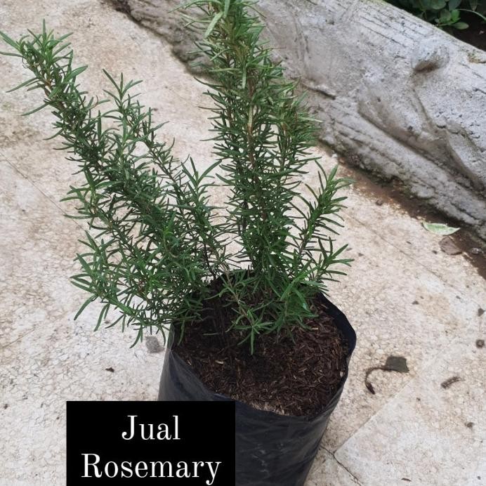 

Terlaris Tanaman/Bibit Herbs Rosemary