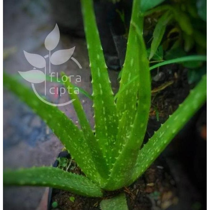 

Terlaris Bibit Tanaman Lidah Buaya (Aloe Vera)